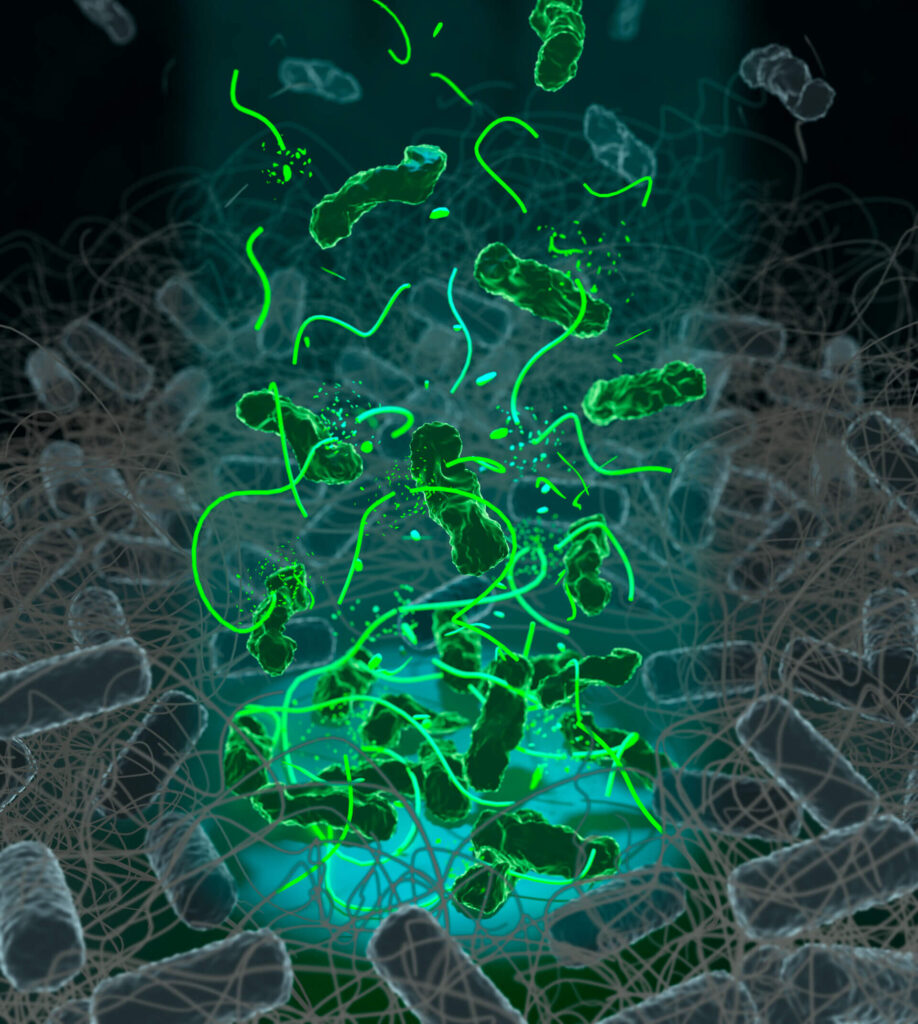 Scientific illustration-biofilm amyloid fibers