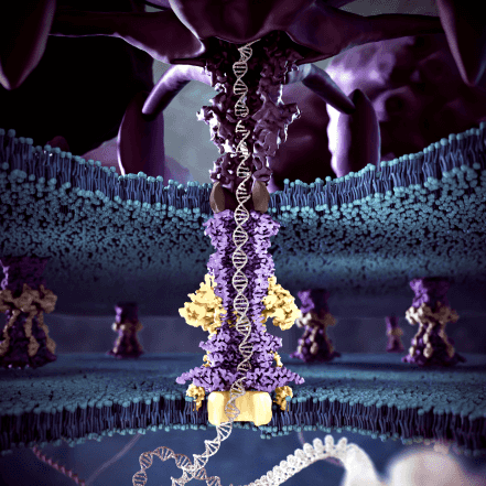 Cryo-Electron Microscopy Unveils Bacteriophage T7's Interaction with Escherichia coli
